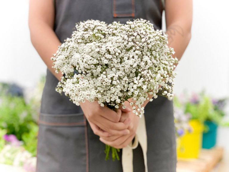 Baby's Breath Bouquet