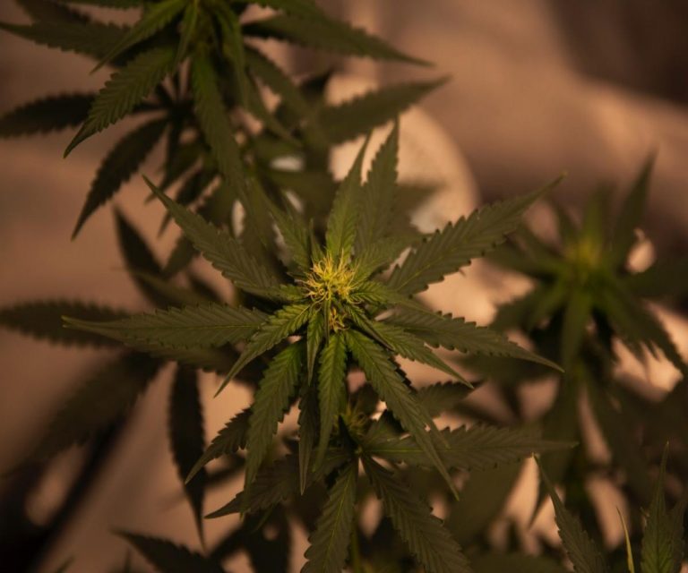 How to Procure the Weed Derived from Cannabis Plant?